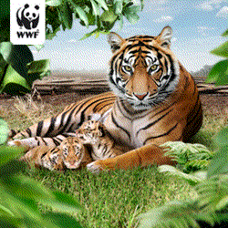 WWF den Tiger retten
